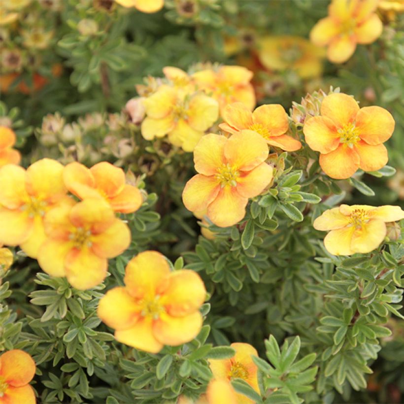 Potentilla fruticosa Mango Tango - Struikganzerik (Flowering)