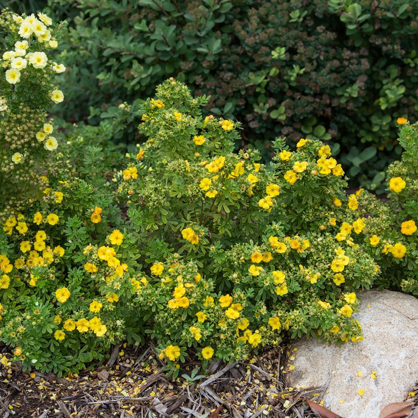 Potentilla fruticosa Marmalade - Struikganzerik (Groeiplaats)