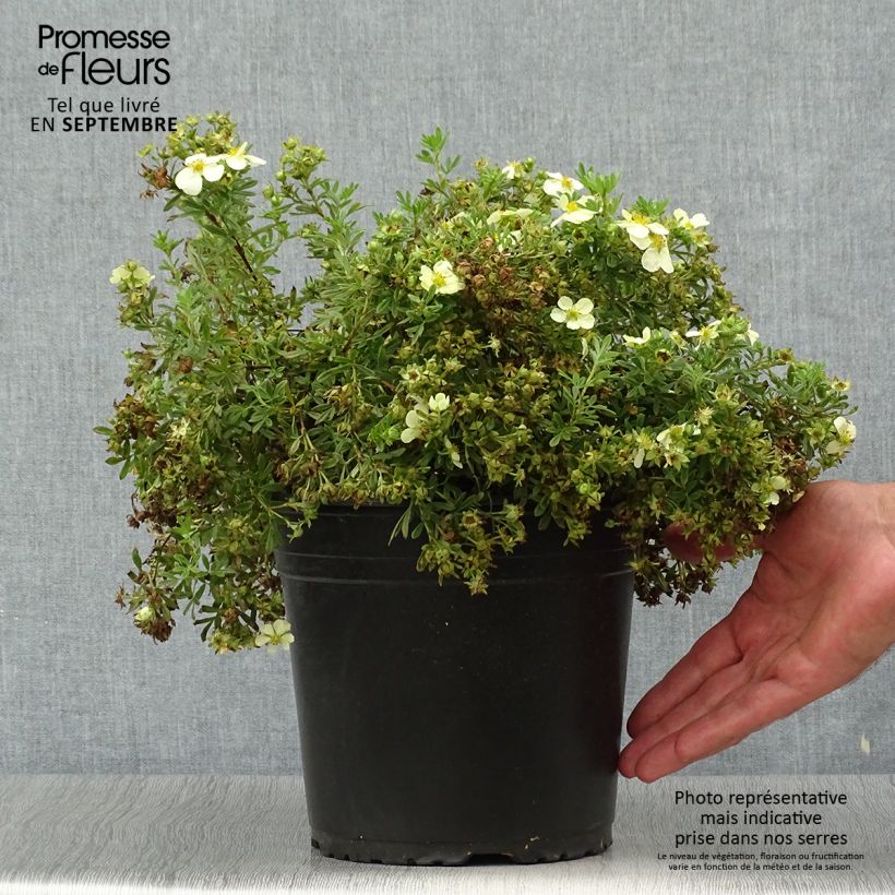 Exemplaar van Potentilla fruticosa Creamissima - Struikganzerik Pot van 4 l/5 l zoals geleverd in de herfst