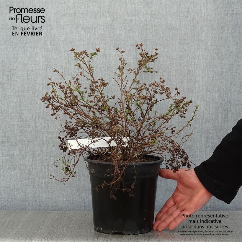 Example of Potentille arbustive - Potentilla fruticosa Creamissima Pot van 4 l/5 l as you get in hiver