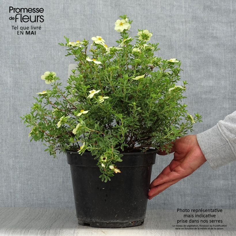 Exemplaar van Potentilla fruticosa Creamissima - Struikganzerik Pot van 4 l/5 l zoals geleverd in de lente