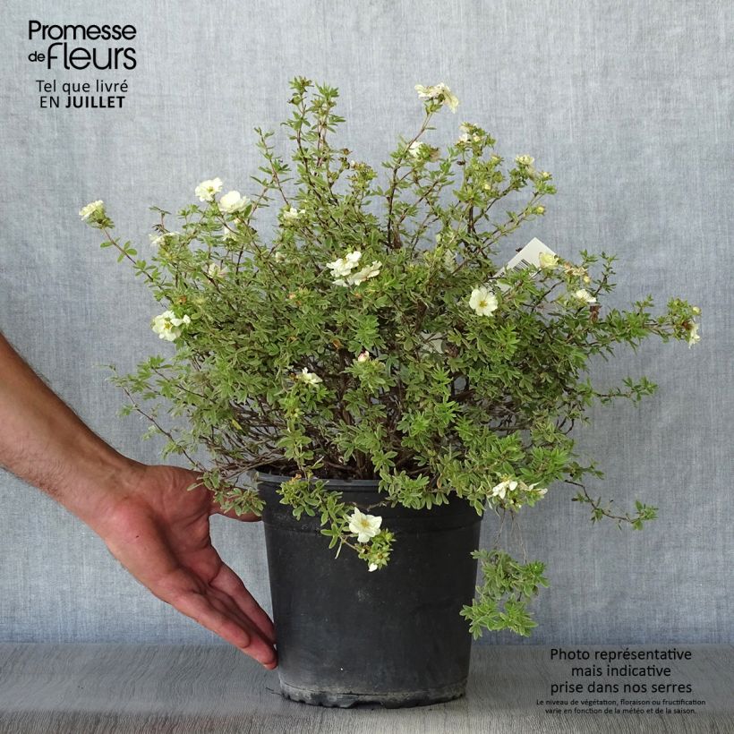 Exemplaar van Potentilla fruticosa Double Punch Cream - Struikganzerik Pot van 3 l/4 l zoals geleverd in de zomer