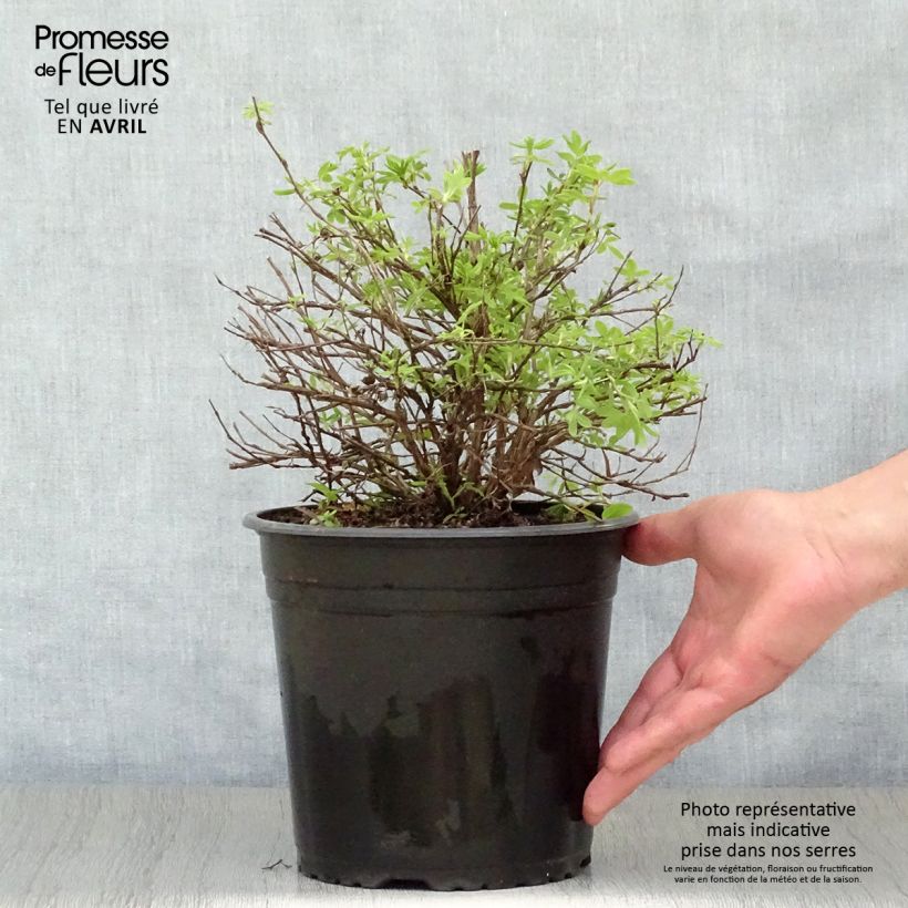 Exemplaar van Potentilla fruticosa Double Punch Cream - Struikganzerik Pot van 3 l/4 l zoals geleverd in de lente
