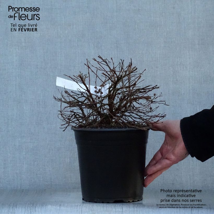 Example of Potentille arbustive - Potentilla fruticosa Double Punch Gold Pot van 3 l/4 l as you get in hiver