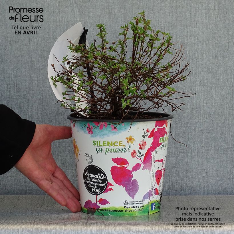 Exemplaar van Potentilla fruticosa Double Punch Gold - Struikganzerik Pot van 2 l/3 l zoals geleverd in de lente