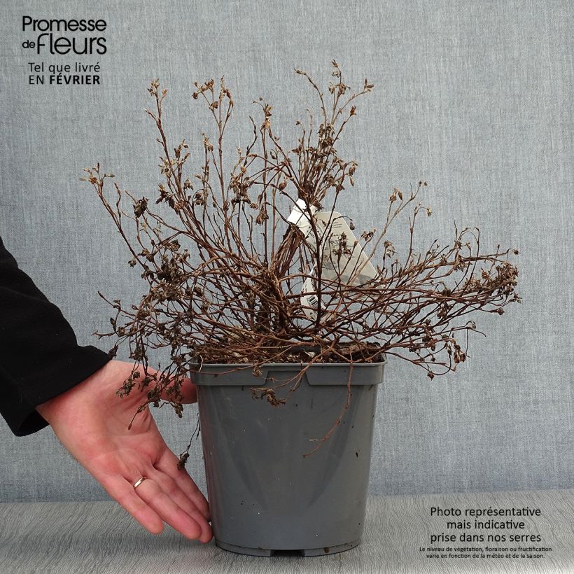 Example of Potentille arbustive - Potentilla fruticosa Double Punch Peach Pot van 3 l/4 l as you get in hiver