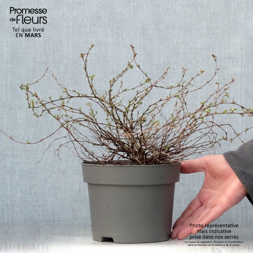 Exemplaar van Potentilla fruticosa Elisabeth - Struikganzerik Pot van 2 l/3 l zoals geleverd in de lente