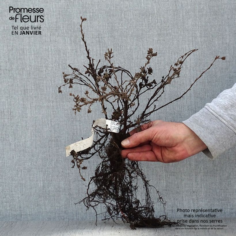 Example of Potentille arbustive - Potentilla fruticosa Elisabeth Naakte wortel as you get in hiver