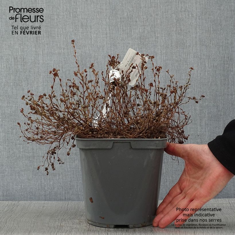 Example of Potentille arbustive - Potentilla fruticosa Red Joker Pot van 3 l/4 l as you get in hiver