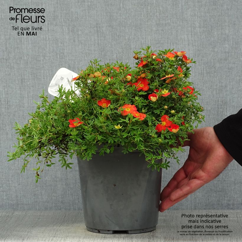 Exemplaar van Potentilla fruticosa Red Joker - Struikganzerik Pot van 3 l/4 l zoals geleverd in de lente