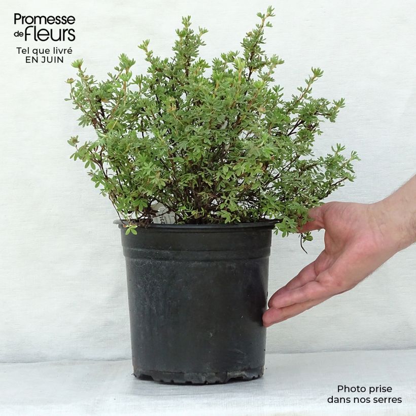 Exemplaar van Potentilla fruticosa Redissima - Struikganzerik Pot van 4 l/5 l zoals geleverd in de zomer