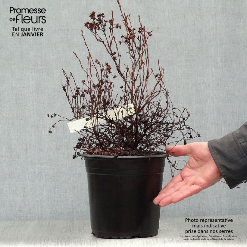 Example of Potentille arbustive - Potentilla fruticosa Red'issima Pot van 4 l/5 l as you get in hiver