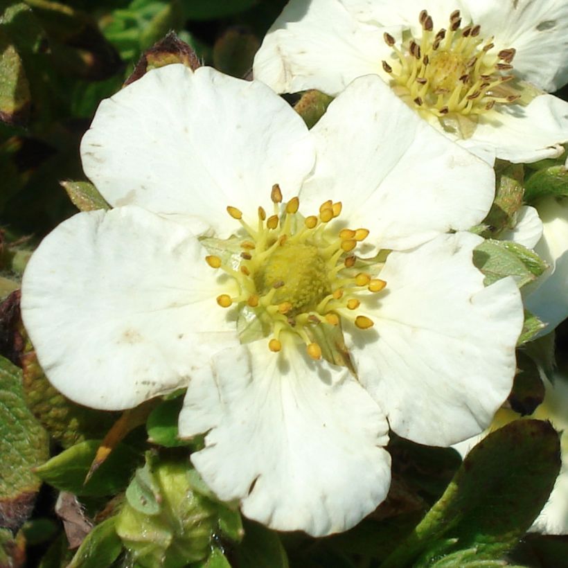 Potentilla fruticosa Tilford Cream - Struikganzerik (Flowering)
