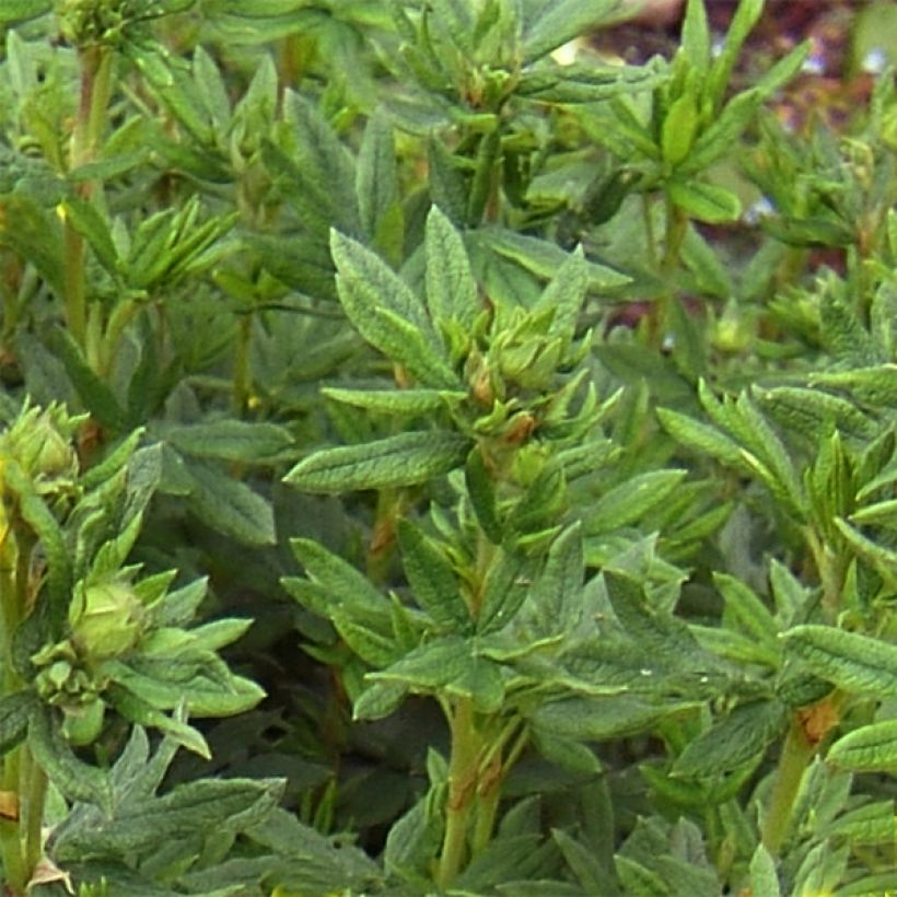 Potentilla fruticosa Rood Lady - Struikganzerik (Foliage)
