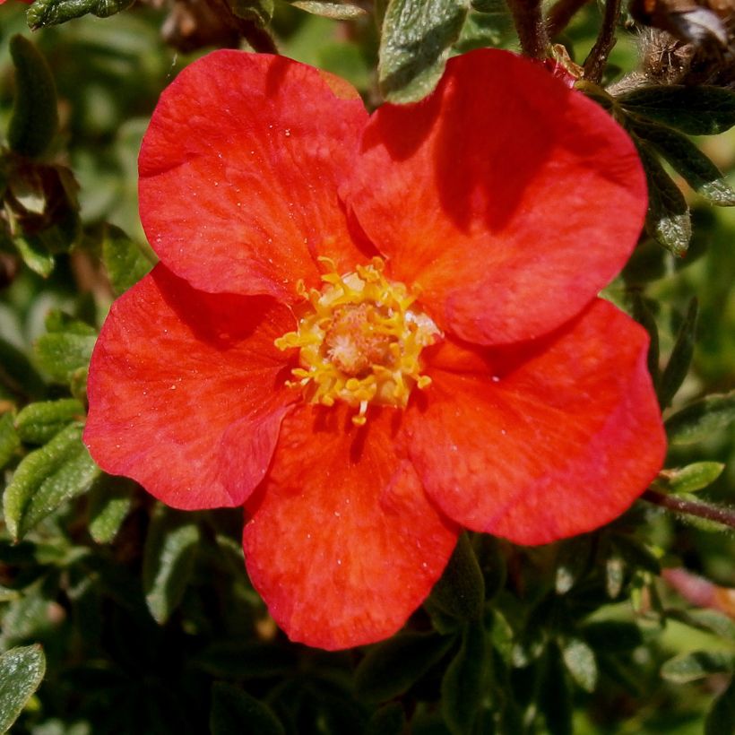 Potentilla fruticosa Rood Lady - Struikganzerik (Flowering)