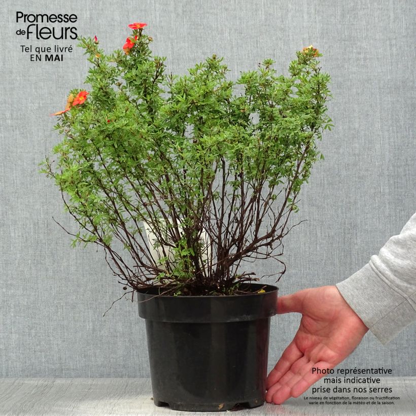 Exemplaar van Potentilla fruticosa Rood Lady - Struikganzerik Pot van 2 l/3 l zoals geleverd in de lente