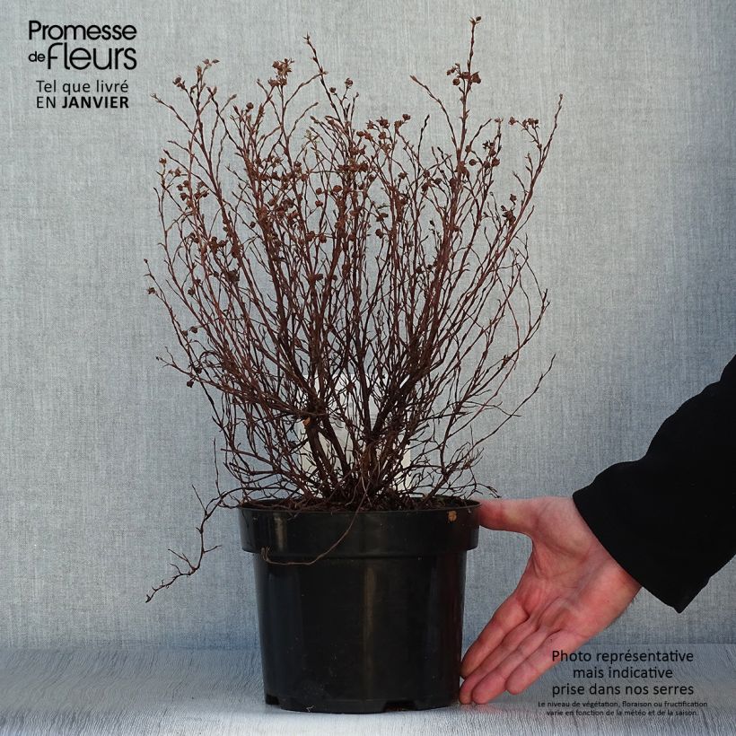 Example of Potentille arbustive Red Lady Pot van 2 l/3 l as you get in hiver