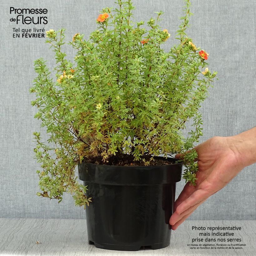 Exemplaar van Potentilla fruticosa Orangissima - Struikganzerik Pot van 4 l/5 l zoals geleverd in de herfst
