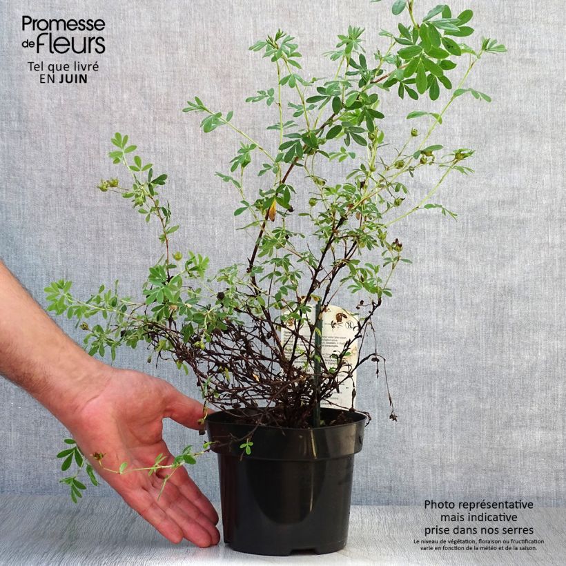 Exemplaar van Potentilla fruticosa Abbotswood - Struikganzerik Pot van 1 l/1,5 l zoals geleverd in de zomer