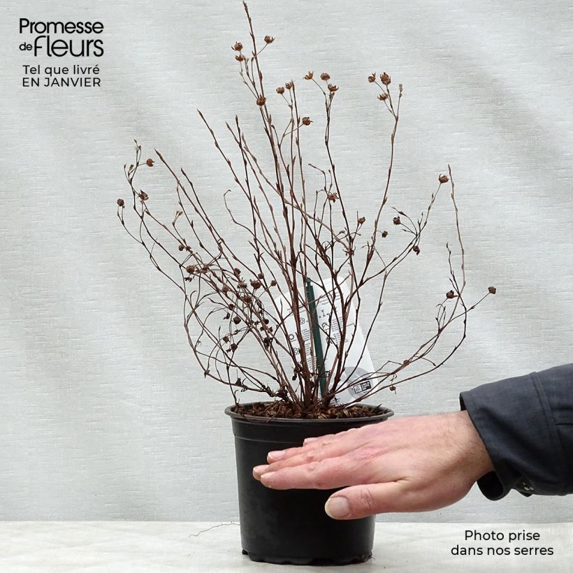 Example of Potentilla fruticosa Abbotswood - Struikganzerik Pot van 1 l/1,5 l as you get in hiver