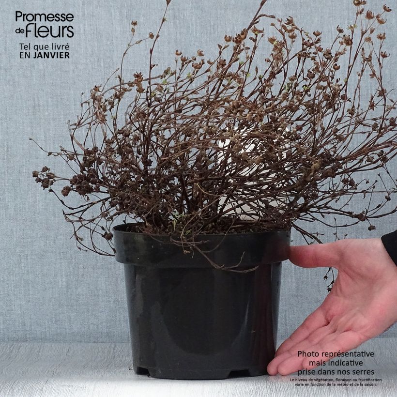 Example of Potentilla fruticosa Medicine Wheel Mountain - Potentille arbustive Pot van 2 l/3 l as you get in hiver