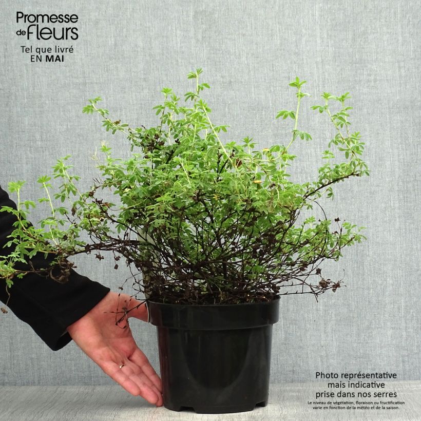 Exemplaar van Potentilla fruticosa Medicine Wheel Mountain - Struikganzerik Pot van 2 l/3 l zoals geleverd in de lente