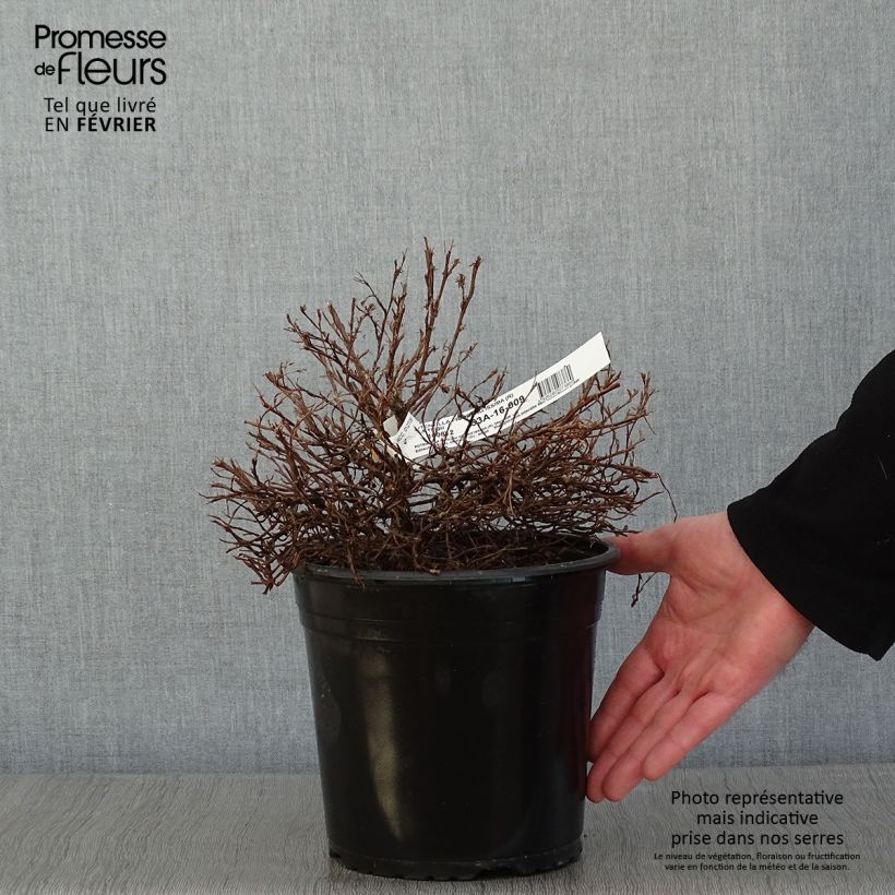 Example of Potentilla fruticosa Orangissima - Potentille arbustive Pot van 4 l/5 l as you get in hiver