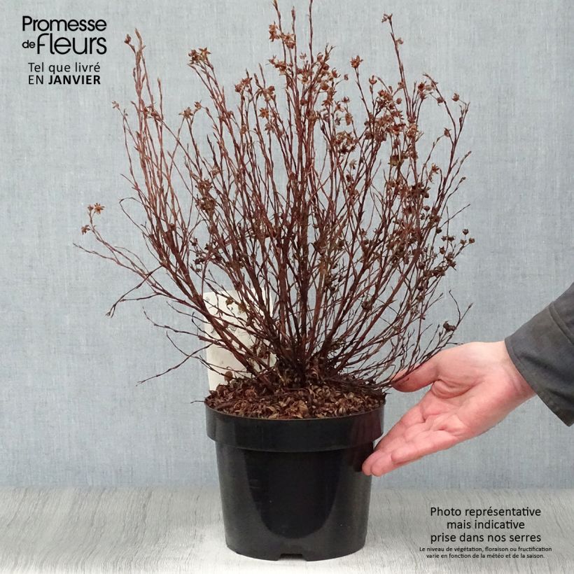 Example of Potentilla fruticosa Pink Paradise - Struikganzerik Pot van 2 l/3 l as you get in hiver