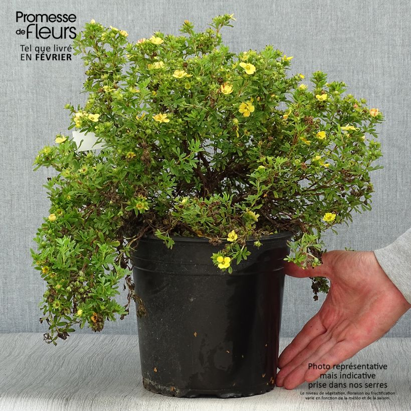 Exemplaar van Potentilla fruticosa Solarissima - Struikganzerik Pot van 4 l/5 l zoals geleverd in de herfst