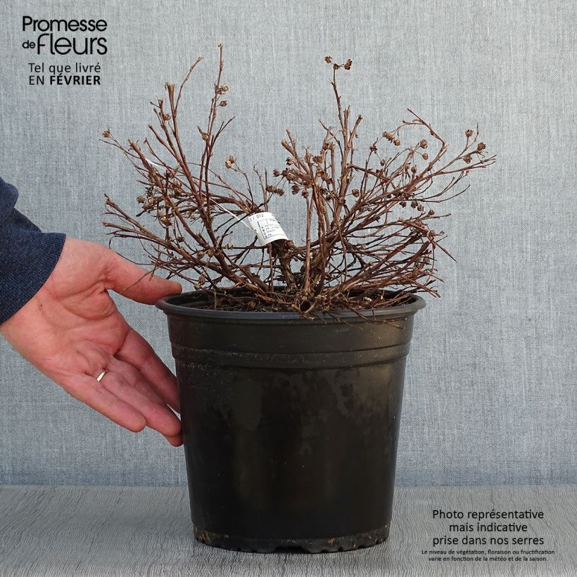 Example of Potentilla fruticosa Solar'issima - Potentille arbustive Pot van 4 l/5 l as you get in hiver