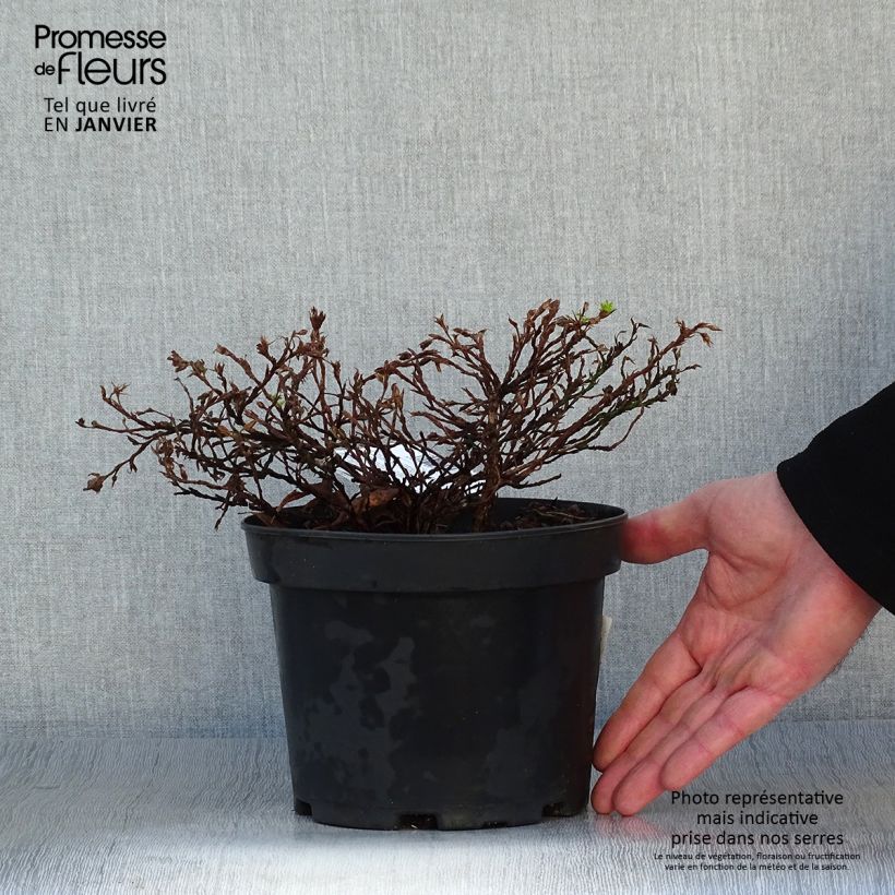 Example of Potentilla fruticosa Tilford Cream- Potentille arbustive Pot van 2 l/3 l as you get in hiver