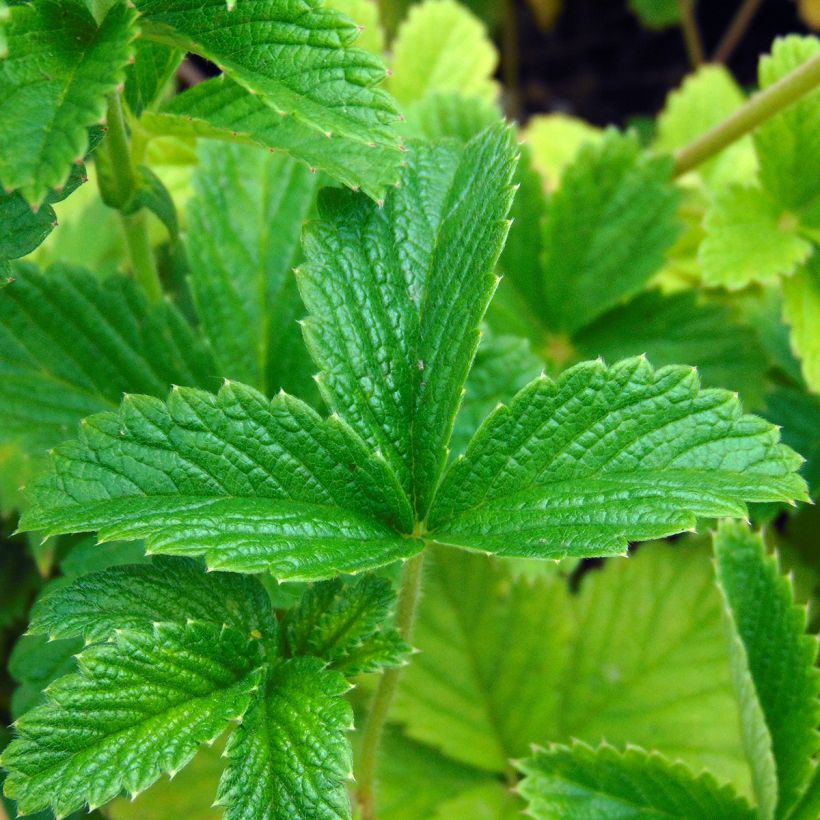 Potentilla Gibson s Scarlet - Ganzerik (Foliage)