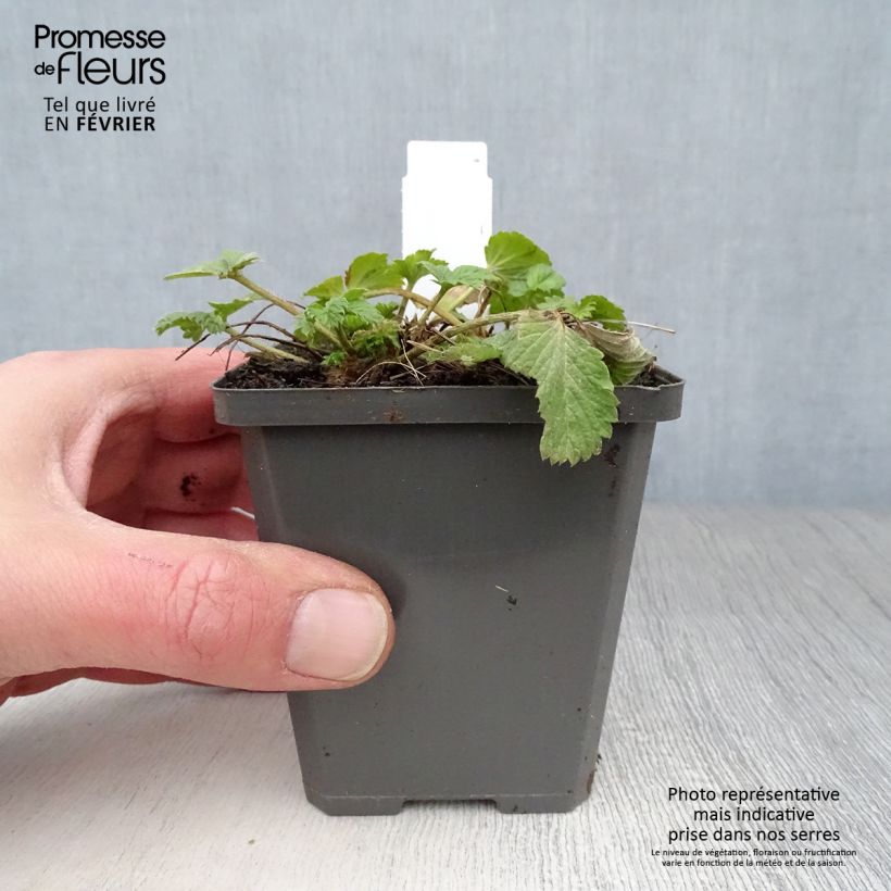 Example of Potentille vivace - Potentilla Gibson s Scarlet Kweekpotje van 8/9 cm as you get in hiver