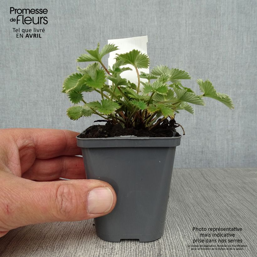 Exemplaar van Potentilla Gibson s Scarlet - Ganzerik Kweekpotje van 8/9 cm zoals geleverd in de lente