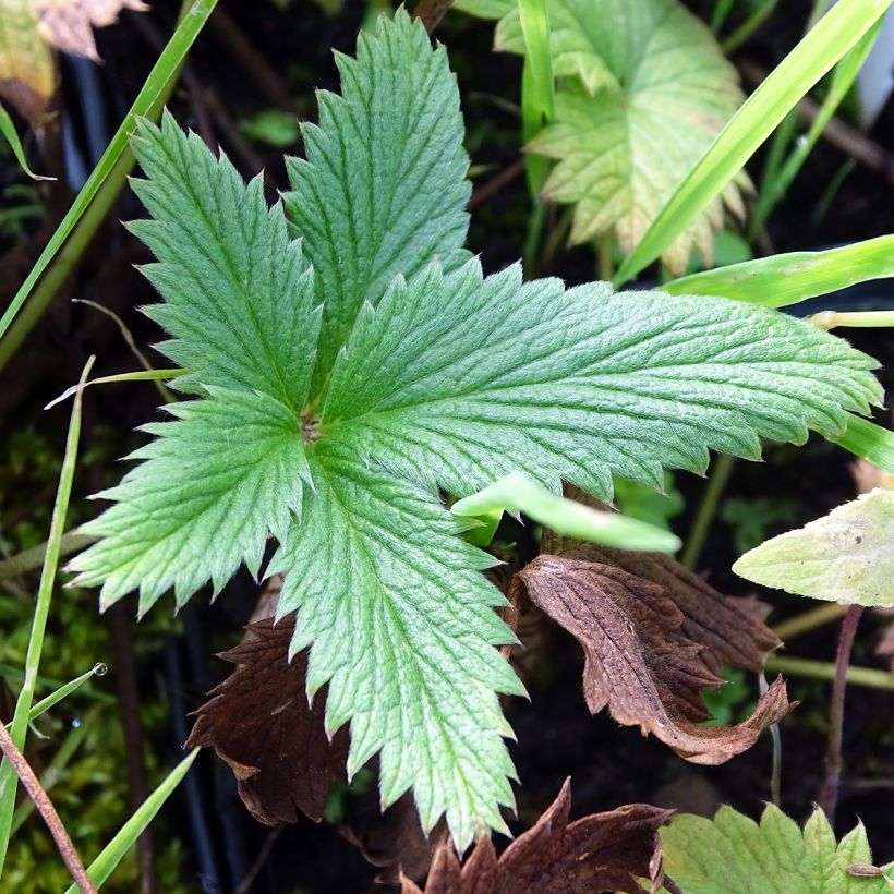 Potentilla William Rollisson - Ganzerik (Foliage)