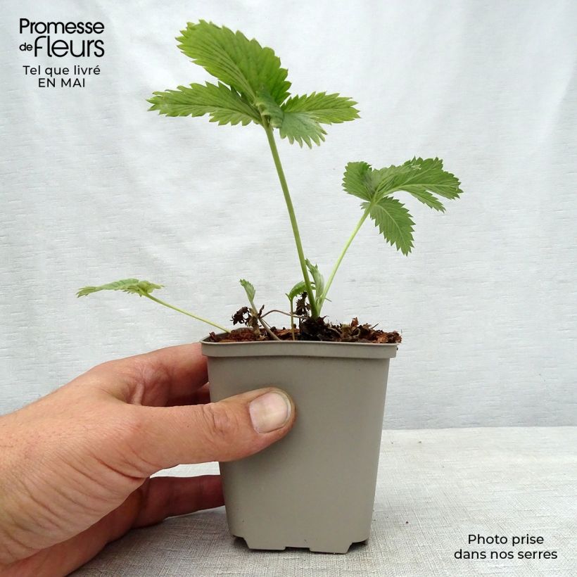 Exemplaar van Potentilla William Rollisson - Ganzerik Kweekpotje van 8/9 cm zoals geleverd in de lente