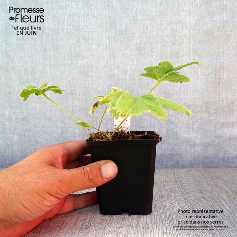 Exemplaar van Potentilla William Rollisson - Ganzerik Kweekpotje van 8/9 cm zoals geleverd in de zomer