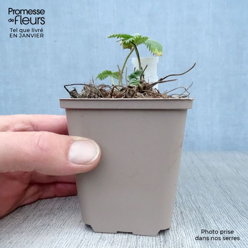 Example of Potentille vivace - Potentilla William Rollisson Kweekpotje van 8/9 cm as you get in hiver