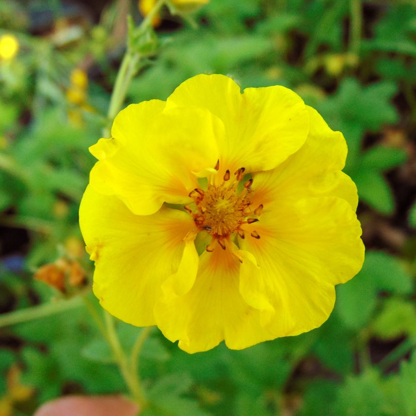Potentilla Yellow Queen - Ganzerik (Flowering)