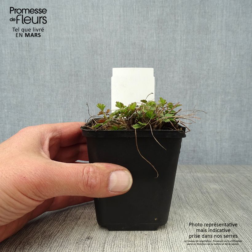Exemplaar van Potentilla tonguei - Ganzerik Kweekpotje van 8/9 cm zoals geleverd in de lente