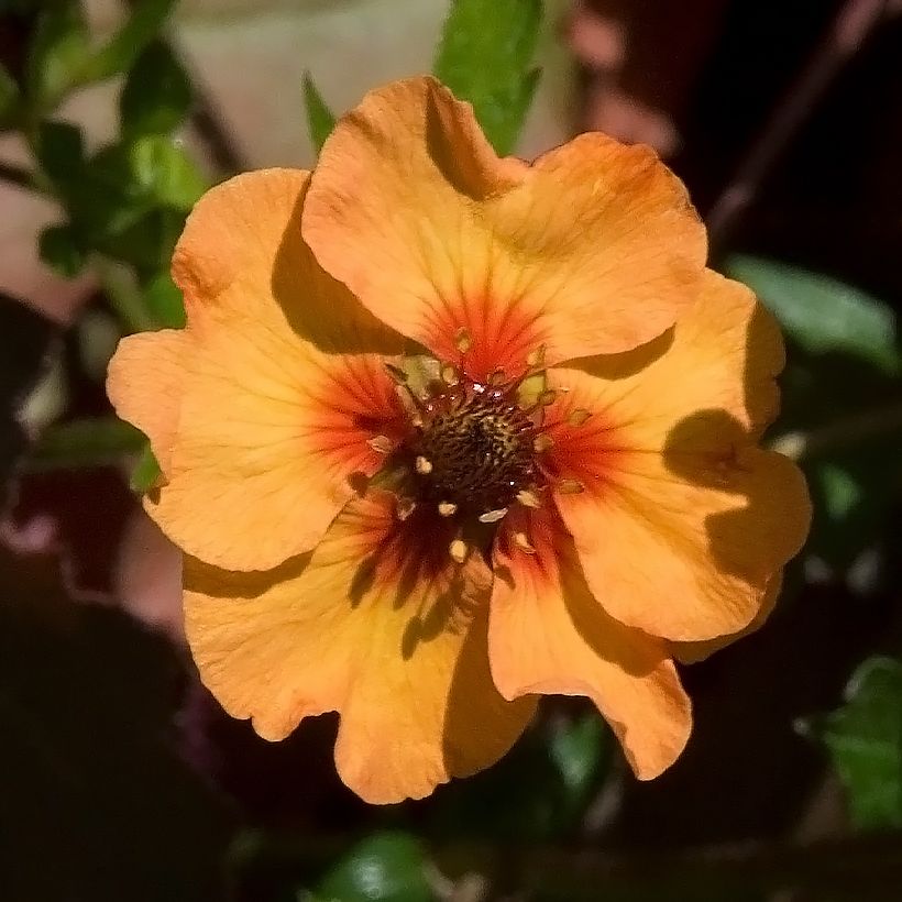 Potentilla tonguei - Ganzerik (Bloei)