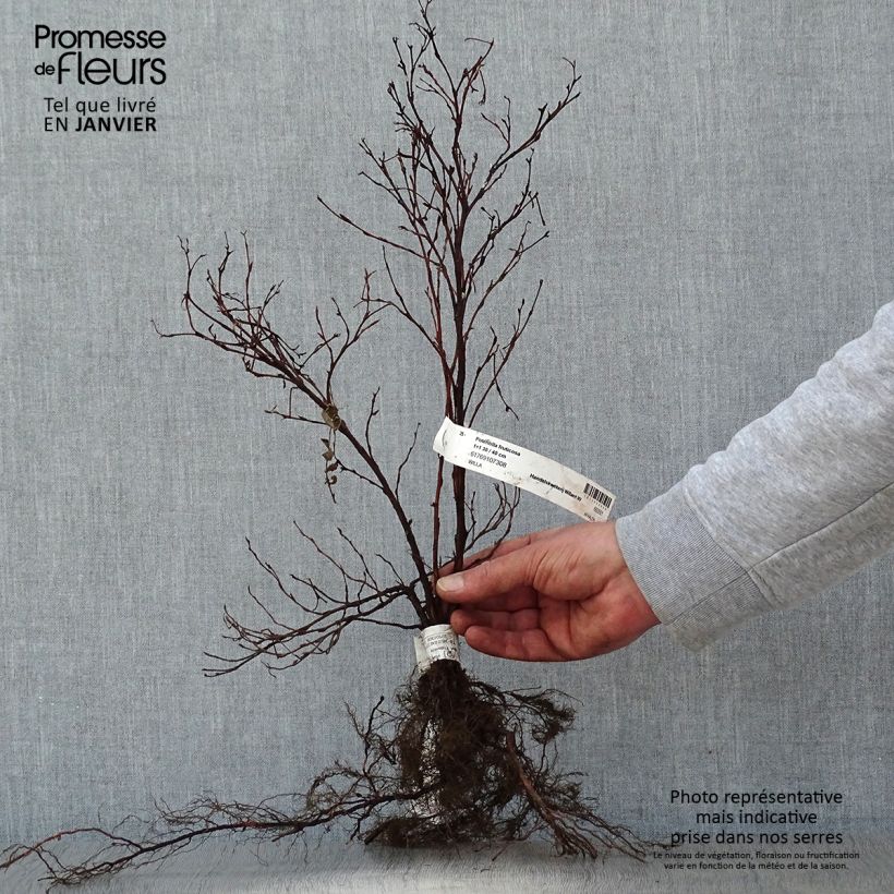 Example of Potentilla fruticosa - Potentille arbustive Naakte wortel as you get in hiver