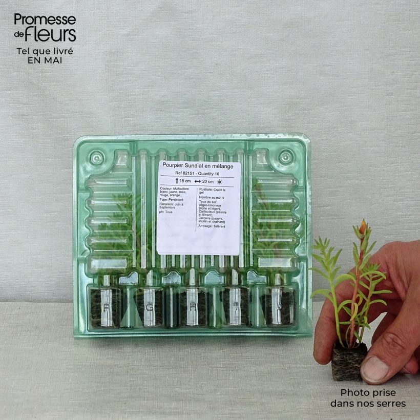 Example of Pourpier Sundial en mélange Kluitplant: kluit 3,8 cm x 3,2 cm in een tray voor 16 planten as you get in printemps