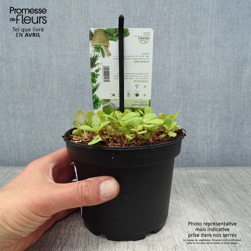 Exemplaar van Postelein - Portulaca oleracea Pot van 1,5 l/2 l zoals geleverd in de lente