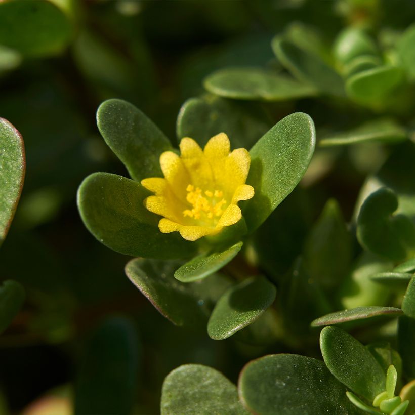 Postelein - Portulaca oleracea (Bloei)