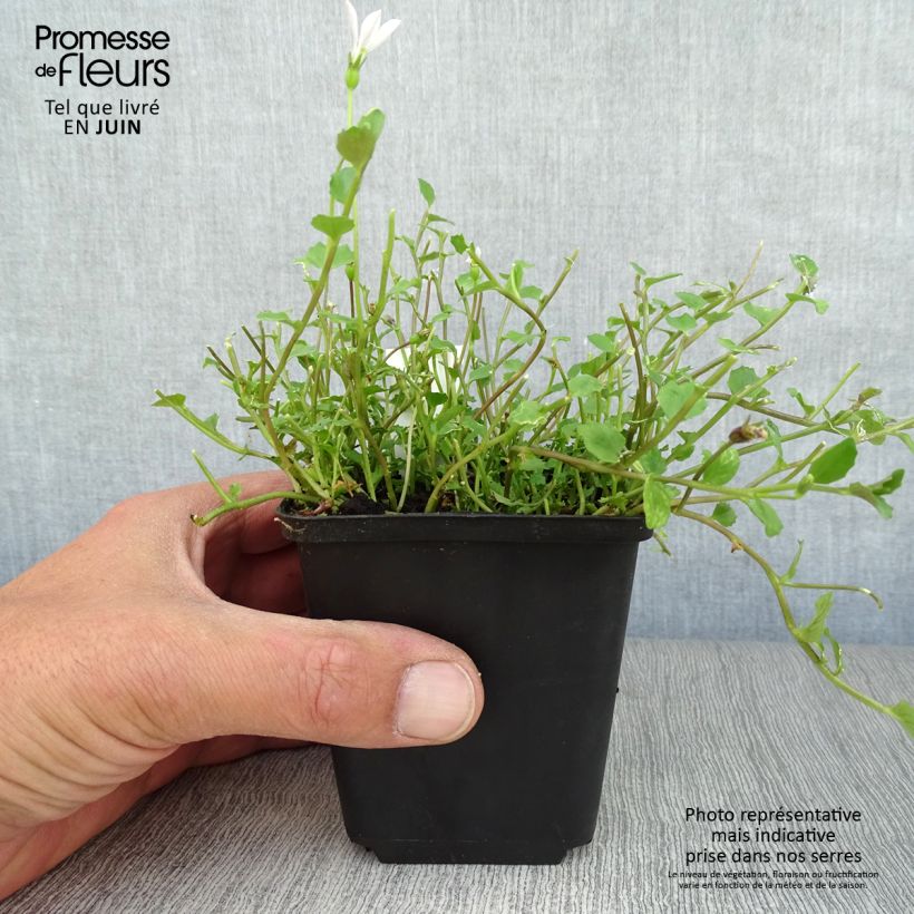Exemplaar van Pratia angulata - Gazonlobelia Kweekpotje van 8/9 cm zoals geleverd in de zomer