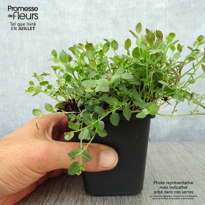 Exemplaar van Pratia pedunculata County Park - Blauwe grondkruiper Kweekpotje van 8/9 cm zoals geleverd in de zomer