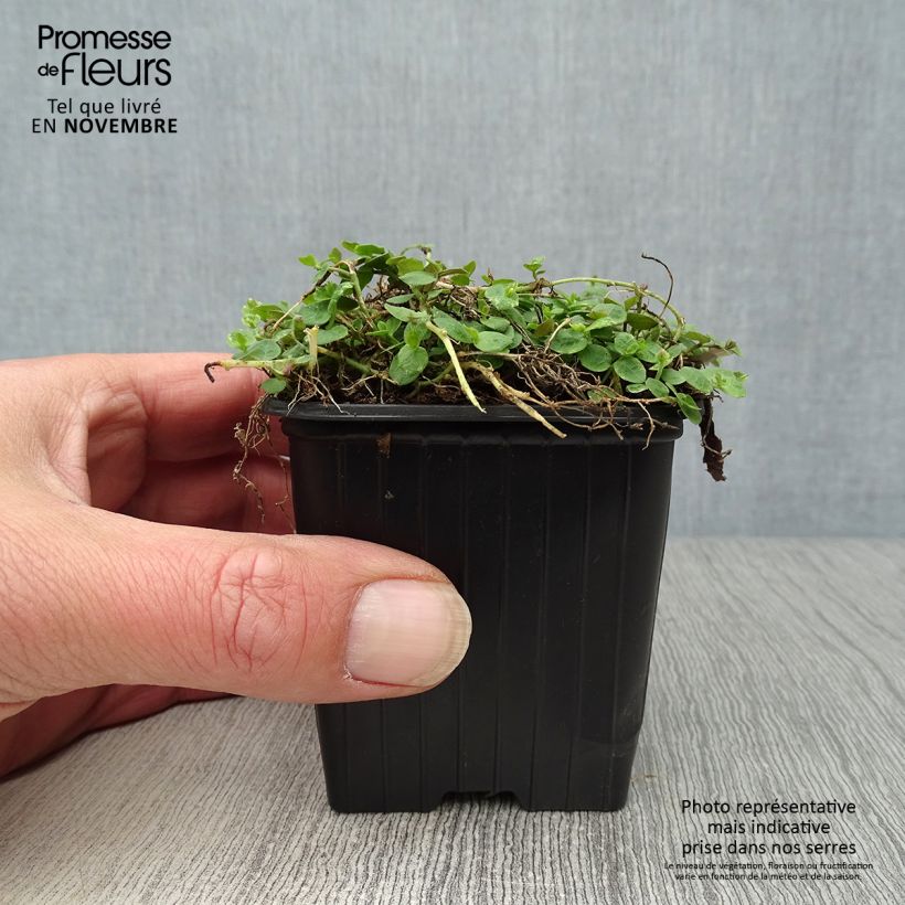 Exemplaar van Pratia pedunculata - Blauwe grondkruiper Kweekpotje van 8/9 cm zoals geleverd in de herfst