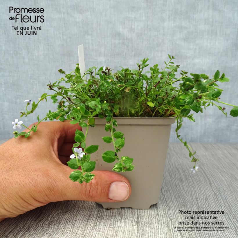 Exemplaar van Pratia pedunculata - Blauwe grondkruiper Kweekpotje van 8/9 cm zoals geleverd in de zomer