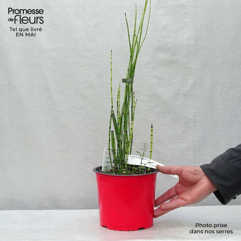 Exemplaar van Equisetum hyemale - Schaafstro Pot van 2 l/3 l zoals geleverd in de lente